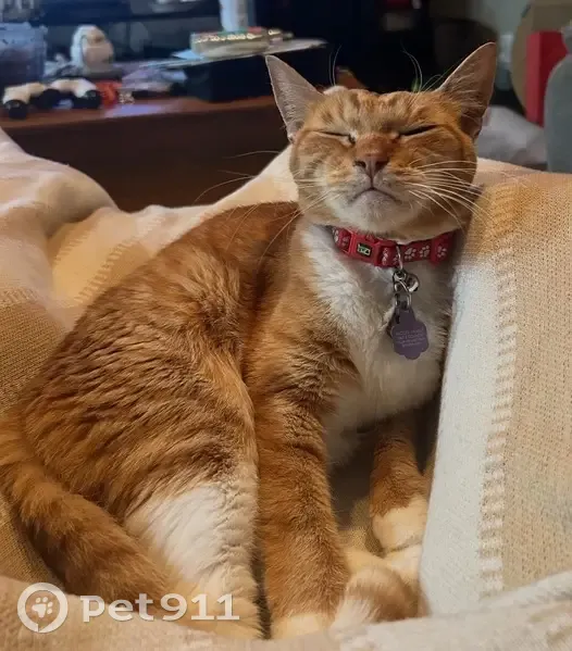 Lost cat, South Country Club Drive, Mesa - dark orange tabby - photo