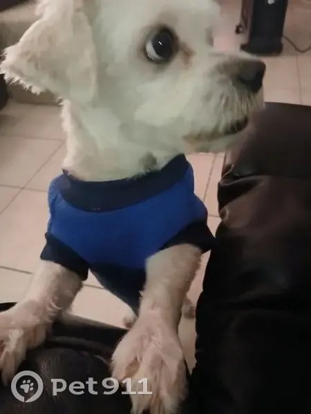 Lost dog, Frederick Street, Adelaide - male, freshly clipped - photo