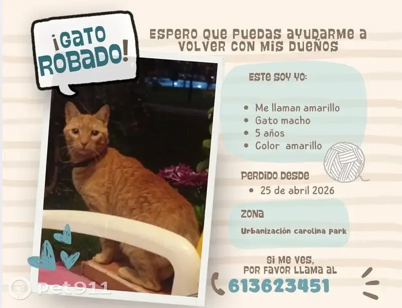 Perdido gato, Blvd Ashmawi, Marbella - photo