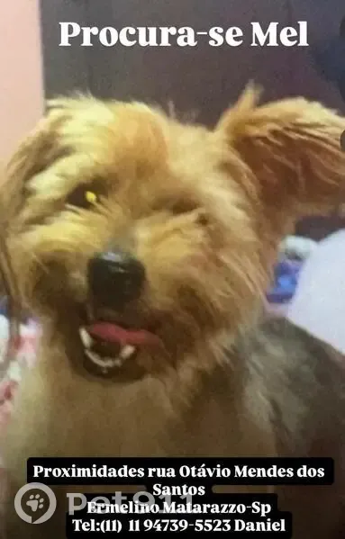 Cachorro perdido Fêmea (brl002720) - photo