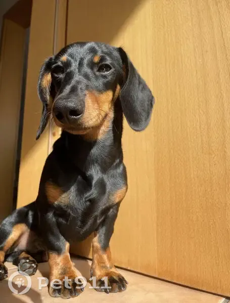Perdido perro, Benavente, Castilla y León - negro con manchas fuego - photo