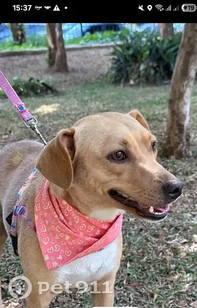 Cachorro perdido Fêmea (brl002721) - photo