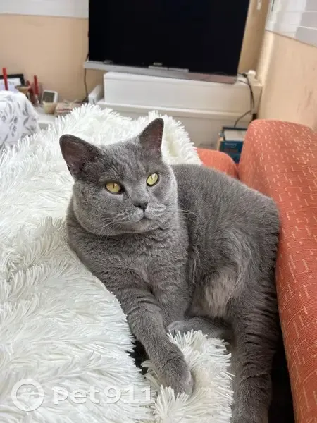 Perdido gato, Carrer Cuana, 35, Roses, Figueres - hembra gris con mancha marrón - photo