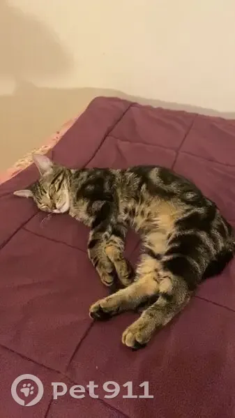 Chat perdu, Rue Jules Lagaisse, Vitry-sur-Seine - collier blanc avec airtag - photo