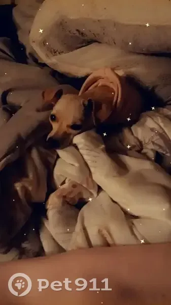 Lost dog, Ayeta Lane, El Paso - light tan color, big nose and ears - photo