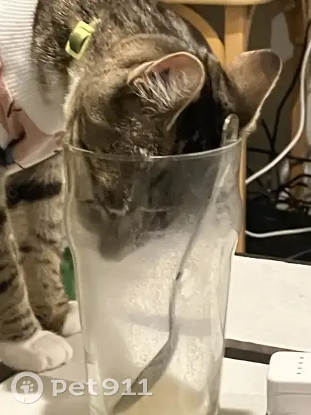 Lost cat, Edgewater Park Township, Beverly - female with white paws and kerchief-like spot - photo