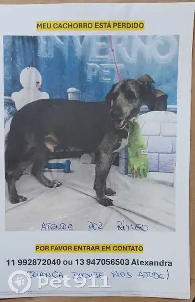 Cachorro perdido Macho (brl002722) - photo