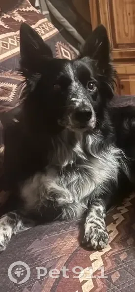 Lost dog, AL 27, Abbeville - male border collie with distinctive white streak - photo