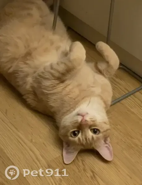 Perdido gato, Costanilla de los Desamparados, 11, Madrid - responde a Naranjin - photo