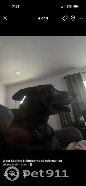 Lost dog, Hill Road, Seaford - black and brown Belgian malinois - photo