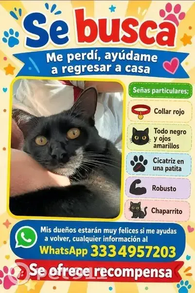 Gato perdido Macho, Zapopan (mxl489358) - photo