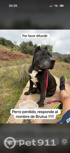 Perdido perro, Diseminado R32, 95, Málaga - negro con pecho blanco - photo
