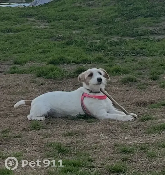 Perdido perro, Barcelona, la Nova Esquerra de l'Eixample - arnés rosa y collar verde - photo