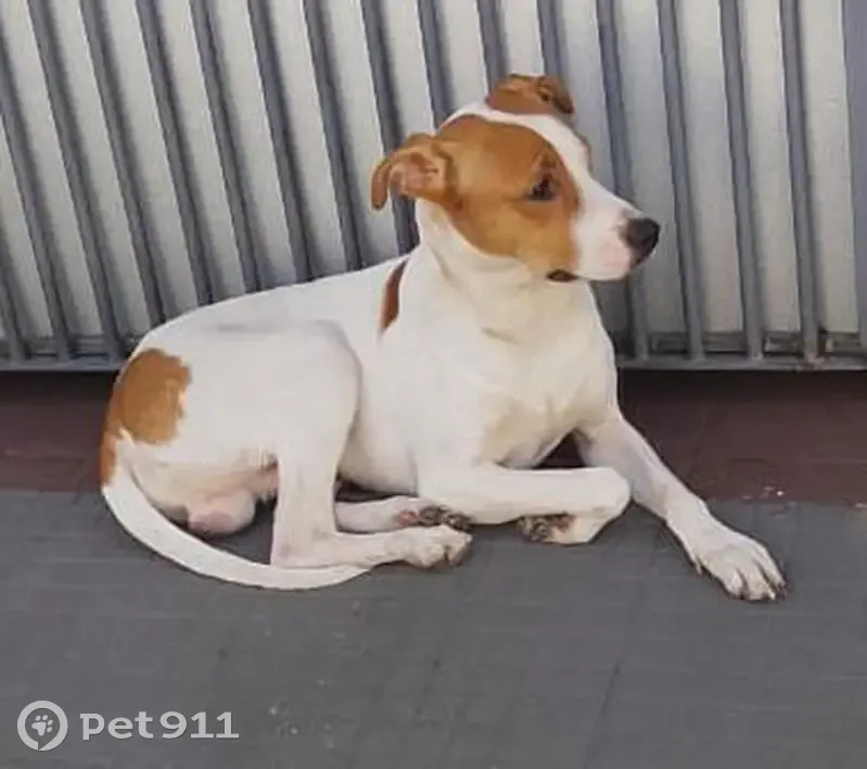 Cachorro encontrado Macho (brf002723) - photo