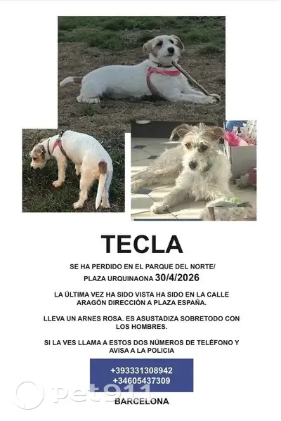 Perdido perro, Carrer dels Almogàvers, 59, Barcelona - jack russel con pelo largo - photo