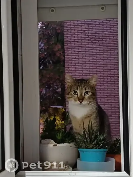 Perdido gato, Calle Alborea, 2, Sevilla - atigrado y pecho blanco - photo
