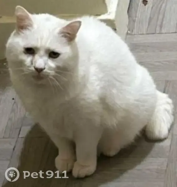 Chat perdu, Rue Victor Hugo, Rosny-sous-Bois - mâle aux poils blancs - photo