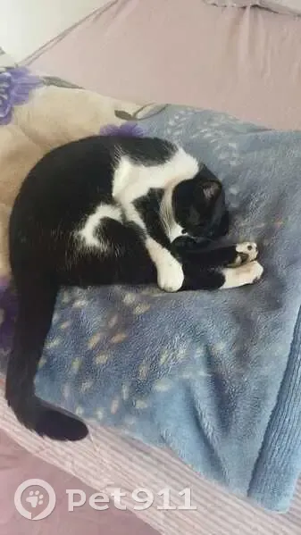 Perdido gato macho, Avenida de Mijas, 24, Fuengirola - photo
