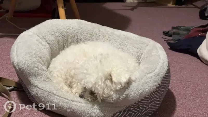 Lost dog, 94th Drive, New Berlin - female Bichon - photo