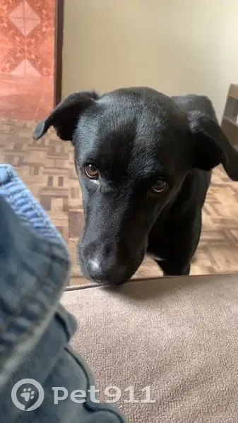 Cachorro perdido Fêmea (brl002725) - photo