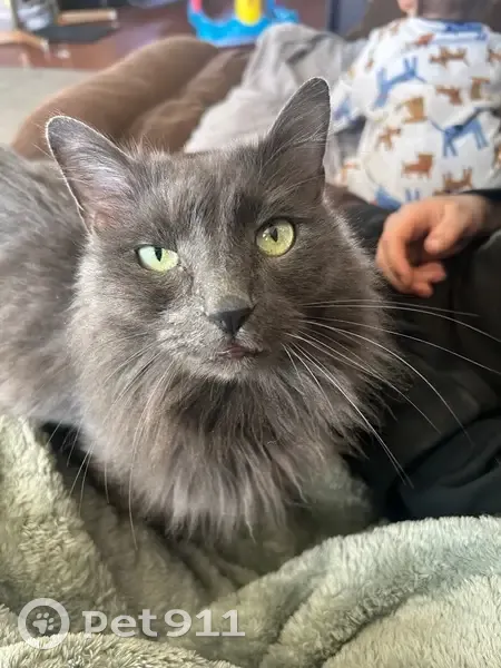 Lost male cat, South Jackson Street, Harris, Minneapolis - fluffy and gray with green eyes - photo