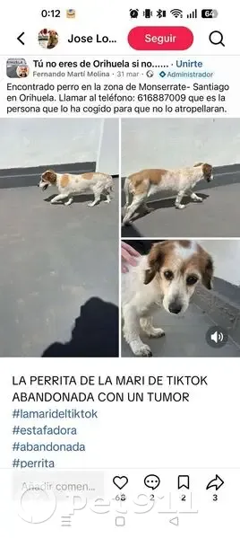 Perdido perro, Orihuela, Comunidad Valenciana - hembra blanca con manchas marrones - photo