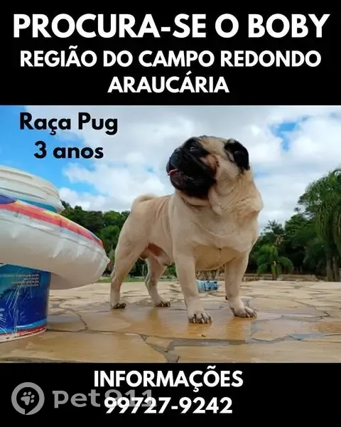 Cachorro perdido Macho (brl002726) - photo