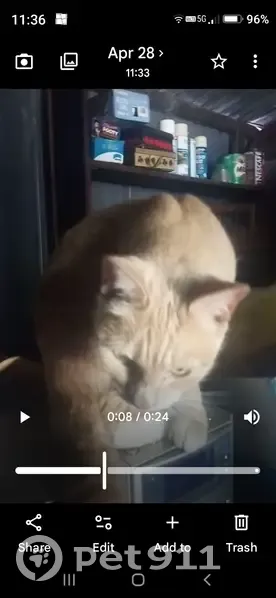 Found cat, Cranbourne-Frankston Road, Casey City - light ginger with cream - photo