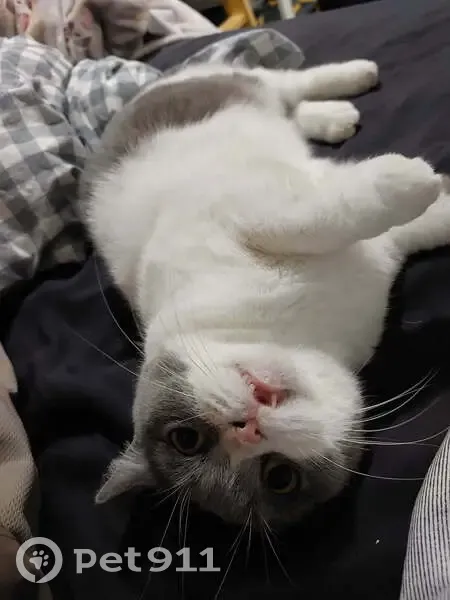 Lost cat, Thorncliffe Avenue, 30, Maitland, Willoughby - female, grey and white with a snaggle tooth - photo