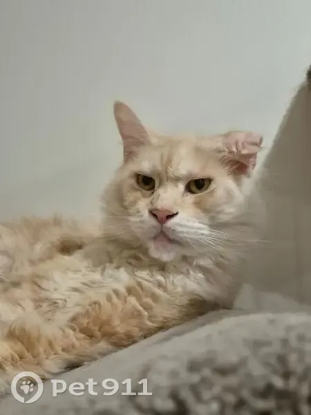 Lost male cat, Clarence Street, Newcastle - large creamy ginger with ear deformity - photo
