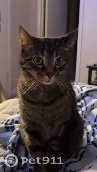 Lost male cat, Woodview Circle, Nashville - grey tabby with green eyes - photo