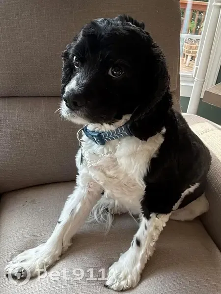 Lost male dog, Thomas Jefferson Drive, Princeton - black and white cocker spaniel mix - photo