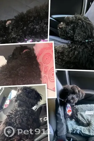 Lost dog, Law Street South, Ipswich - black with curly hair - photo