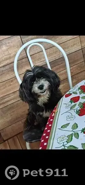 Cachorro perdido Fêmea (brl002730) - photo