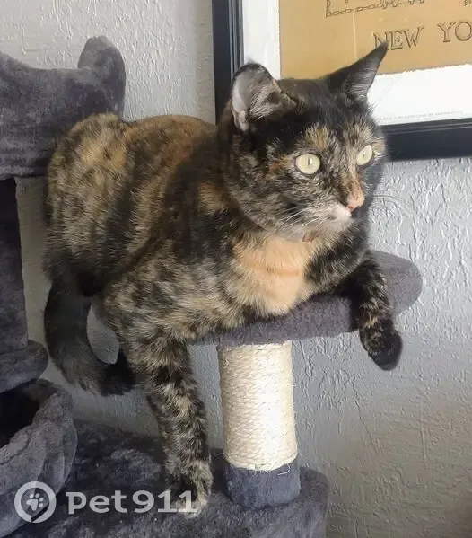 Lost cat, South California Street, Chandler - female calico - photo