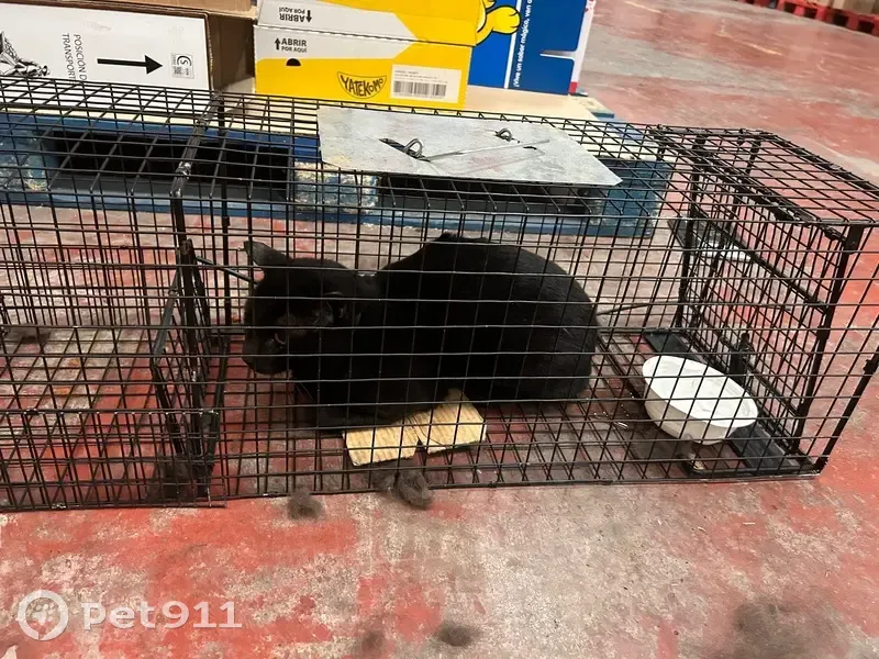 Encontrado gato negro con collar, Alaquàs, Valencia - photo