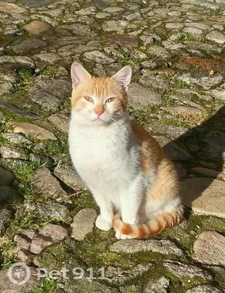 Perdido gato macho, La Alberca, Salamanca - naranja y blanco, grande - photo
