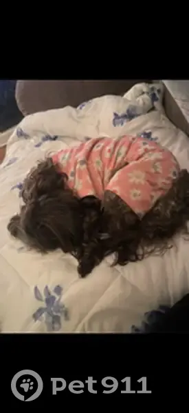 Lost dog, Sumner Road, Pink Hill - female, black and grey, blind - photo