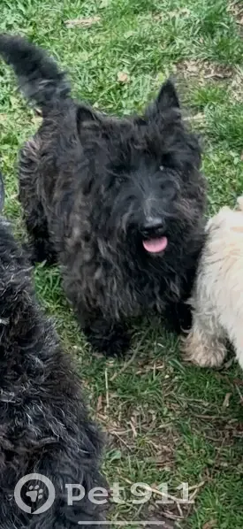 Lost dog, Crystal Lake, Illinois - photo