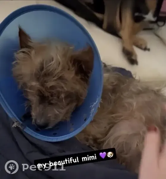 Lost dog, Southeast Timucuan Road, Ocklawaha - female with cone and green tattoo - photo