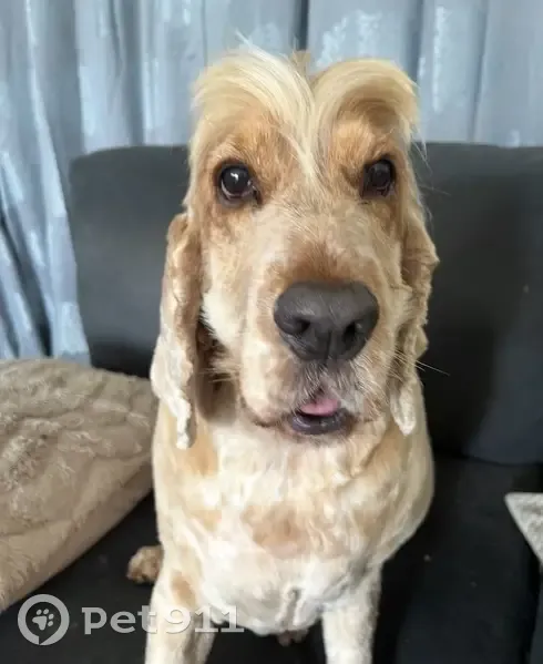 Lost dog, Cedar Drive, Beaudesert - male tan Cocker Spaniel - photo