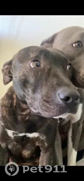 Lost dog, Satsuma Crescent, Para Hills - female American staffy - photo
