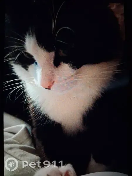 Lost cat, Rock Point Road, Mount Joy - tuxedo, big male - photo