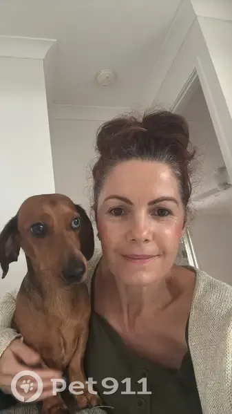 Lost dog, Azorean Street, City of Moreton Bay - young male with one blue eye - photo