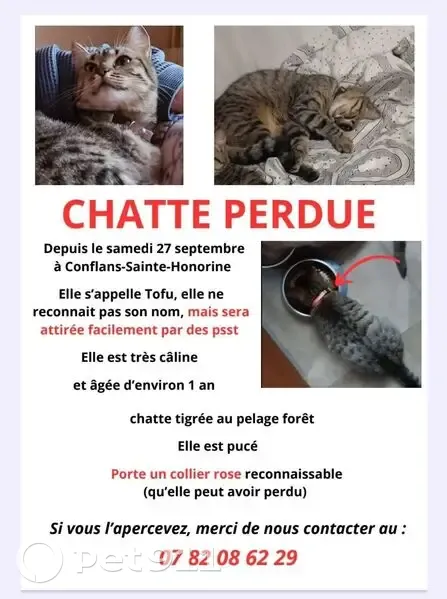 Chat perdu, Rue Pasteur, Conflans-Sainte-Honorine - collier rose - photo