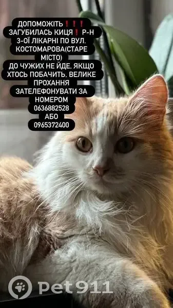 Зникла кішка, вулиця Миколи Костомарова, 15, Вінниця - пухнаста біла з рудими п'ятнами - photo