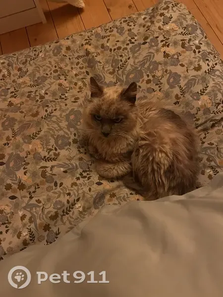 Encontrado gato, Facinas, Algeciras - siamés de pelo largo - photo