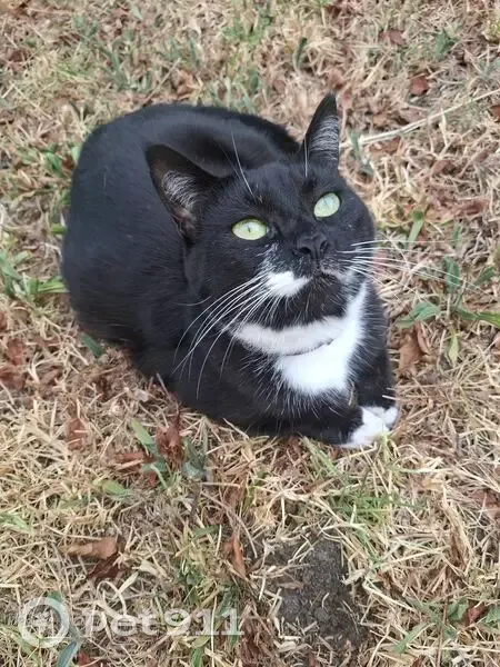 Lost female cat, Bromwich Court, City of Whittlesea, Melbourne - photo