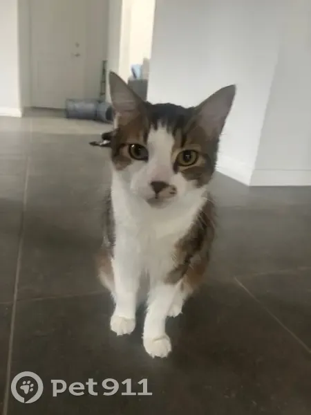 Lost male cat, Dorland Street, 29, Blacktown, Melbourne - fluffy and very quiet meows - photo