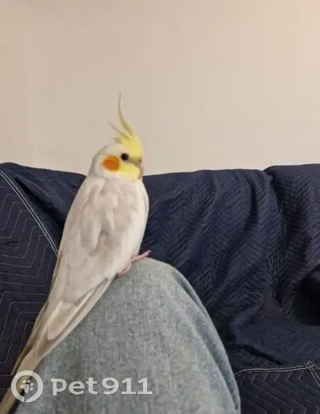 Lost bird, Weatherall Street, Greater Bendigo, Melbourne - photo